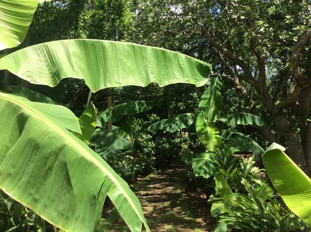 Dreamsea Surf Resort Nicaragua San Juan del Sur Ngoại thất bức ảnh